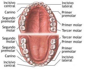 Imagem da dentição humana